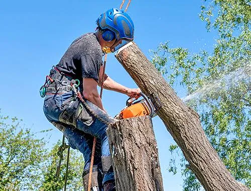 Landscaping maintenance on a Massachusetts residential yard