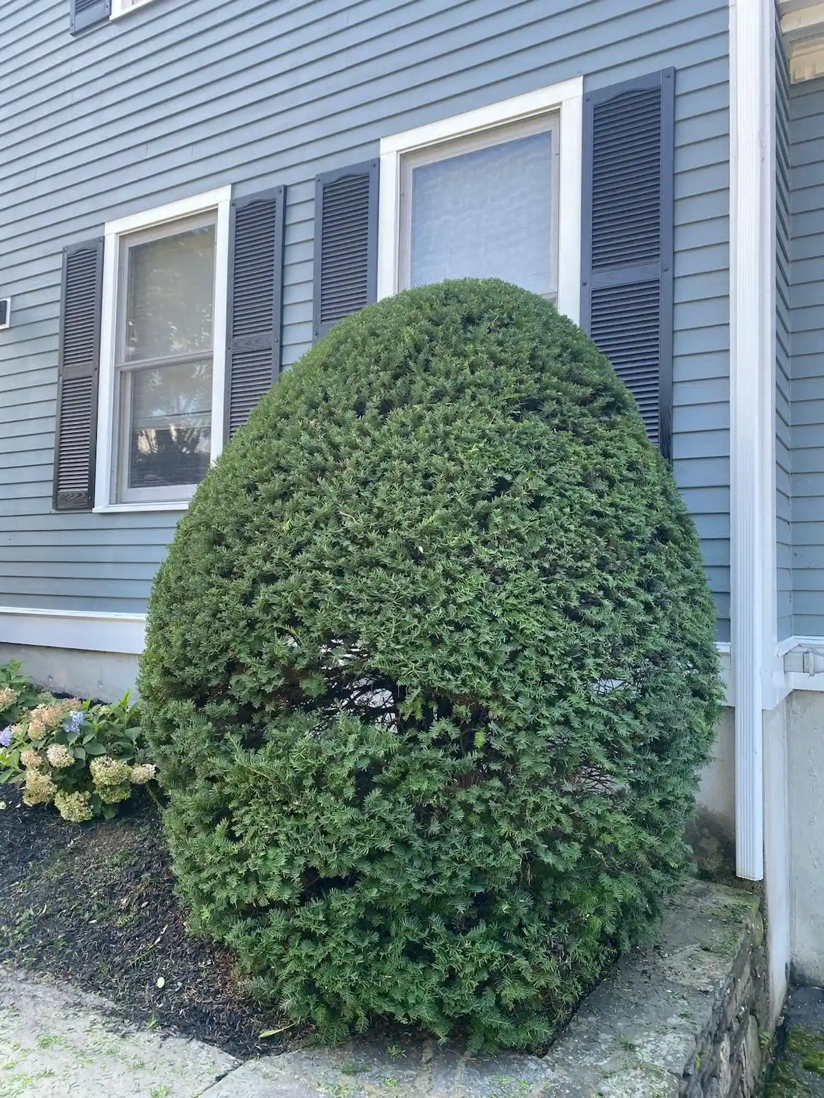 Shaped evergreen shrub beside a Massachusetts residential home