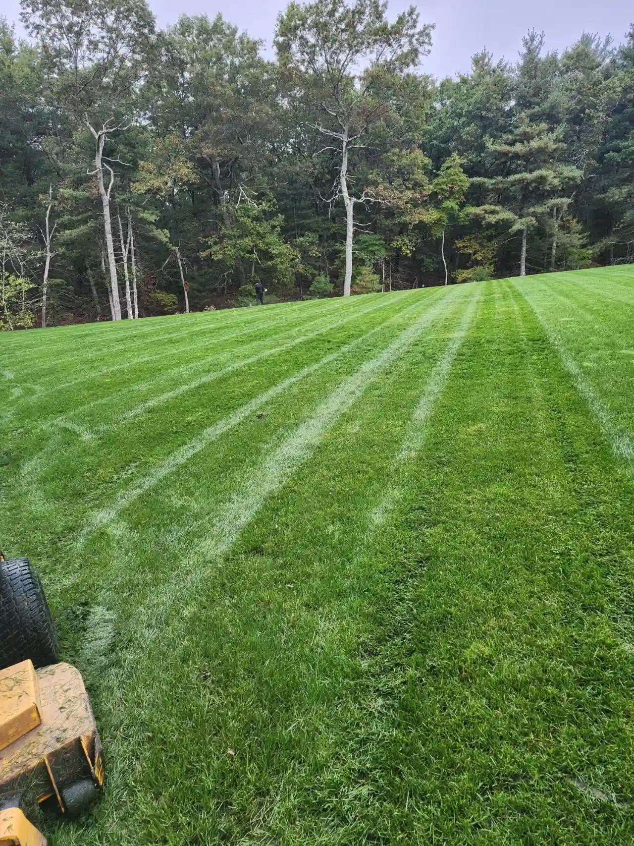 Fresh mowing lines on a large residential lawn in Massachusetts