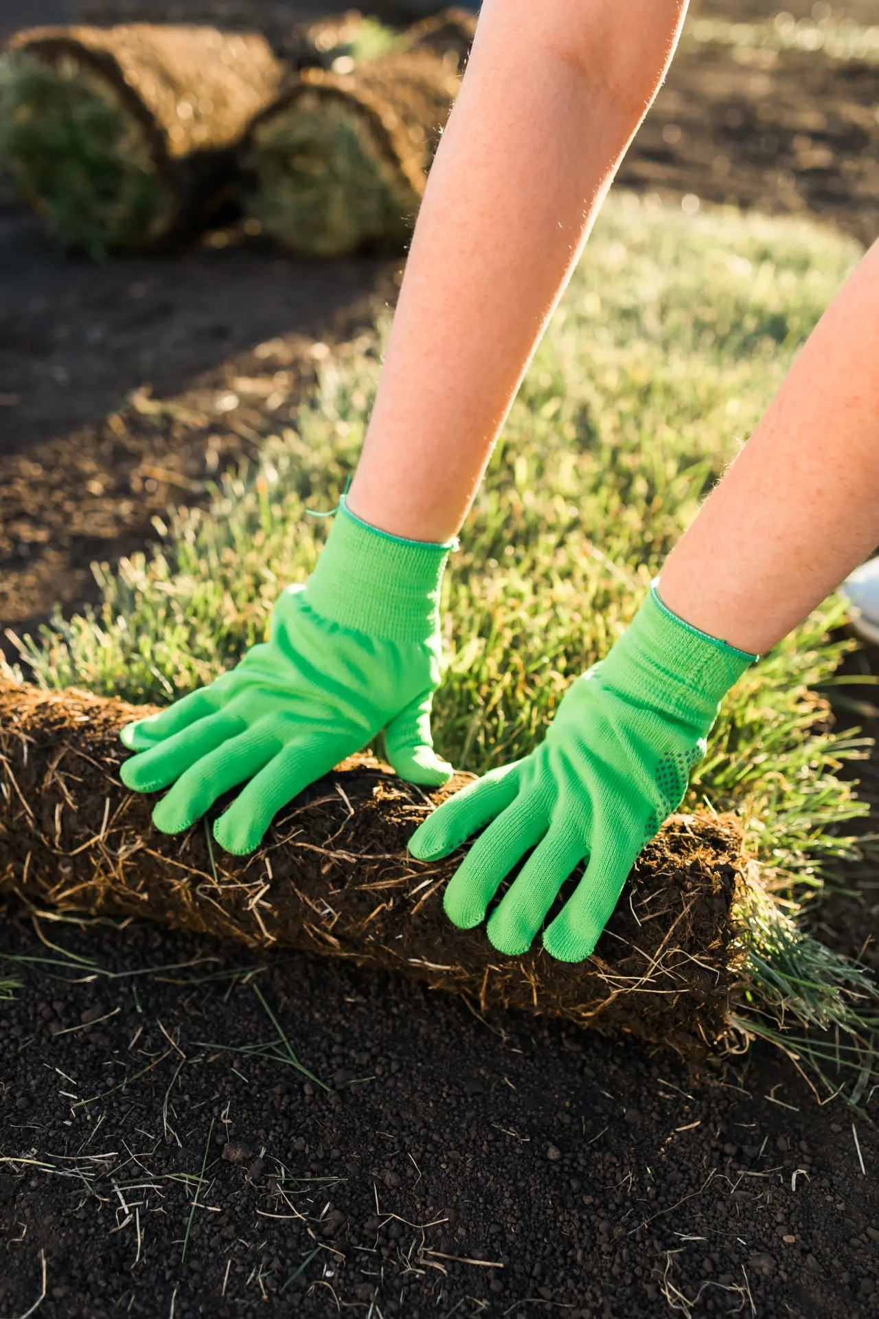New sod being laid on a residential lawn in Massachusetts