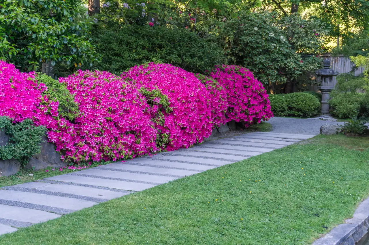 Flowering rock wall beside a walkway on a residential property in Massachusetts